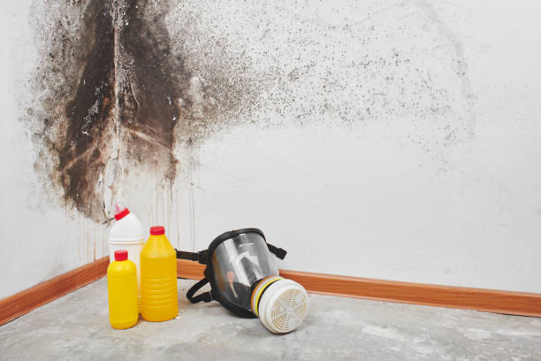 Best Mold Remediation  in Zeigler, IL