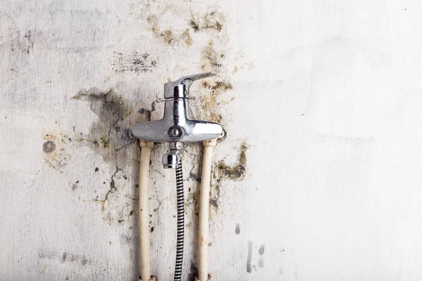 Best Professional Mold Removal  in Zeigler, IL