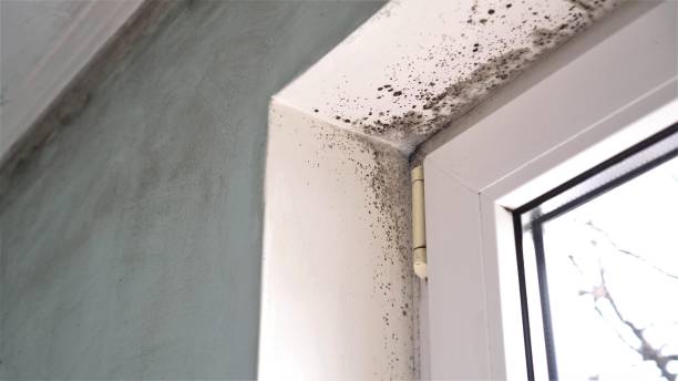Best Residential Mold Removal  in Zeigler, IL