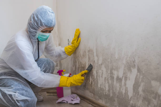 Best Emergency Mold Removal  in Zeigler, IL