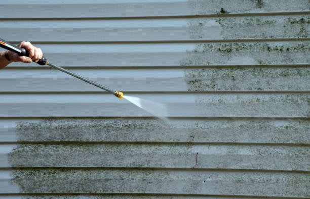 Best Toxic Mold Removal  in Zeigler, IL