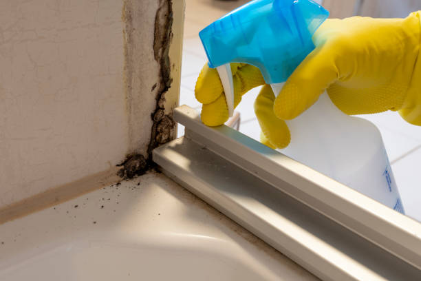 Best Best Mold Removal Companies  in Zeigler, IL