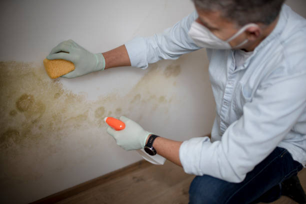 Home Mold Removal in Zeigler, IL