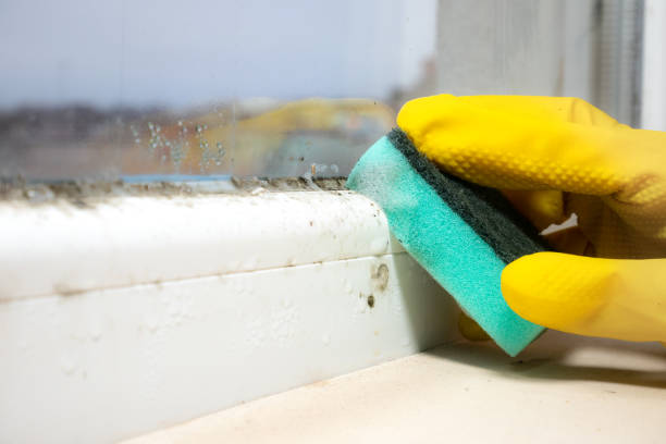 Best Fast Mold Removal  in Zeigler, IL