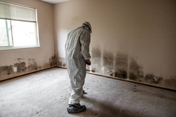 Best Local Mold Removal Service  in Zeigler, IL