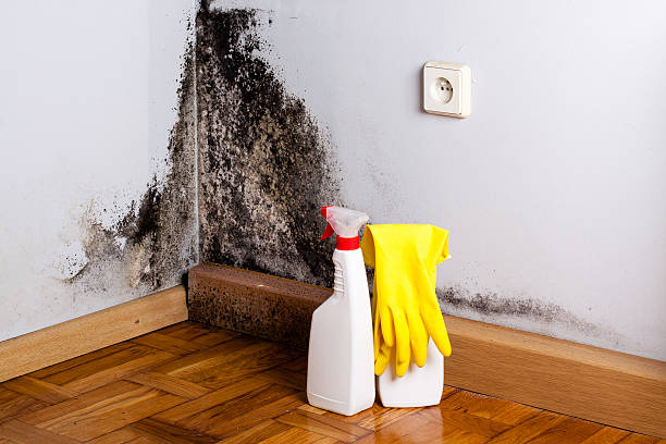 Reliable Zeigler, IL Mold Removal Solutions