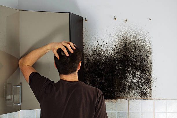 Best Local Mold Removal Service  in Zeigler, IL