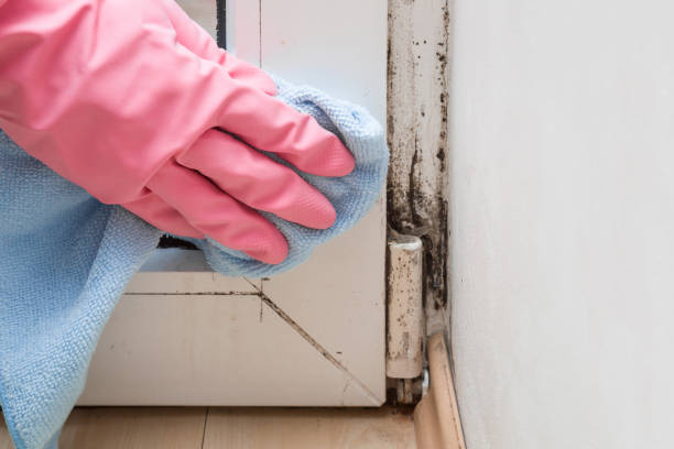 Best Same-Day Mold Removal  in Zeigler, IL
