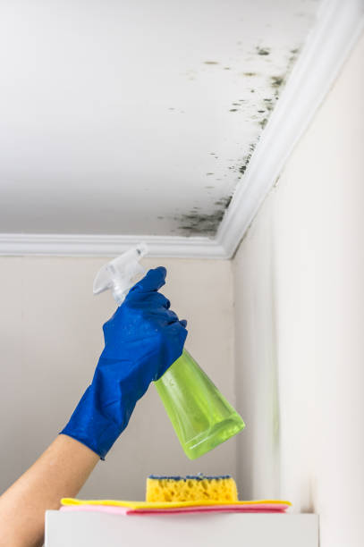 Best Attic Mold Removal  in Zeigler, IL