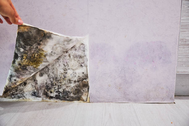 Best Residential Mold Removal  in Zeigler, IL